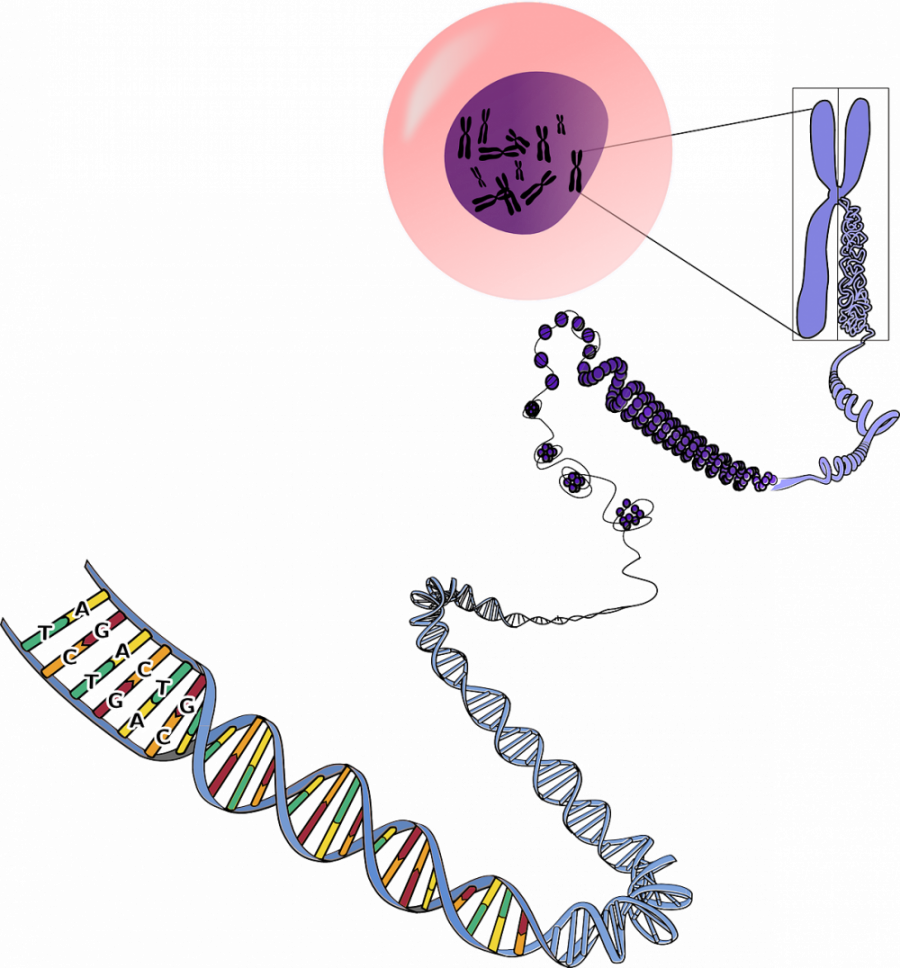 Dna Organization Inside The Nucleus Simplebiol