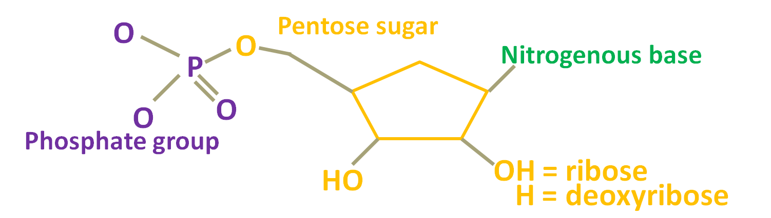 Macromolecules Simplebiol