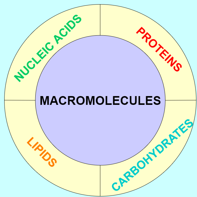 macromolecules-simplebiol