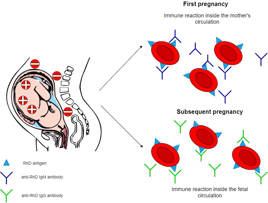 hemolytic disease of the newborn