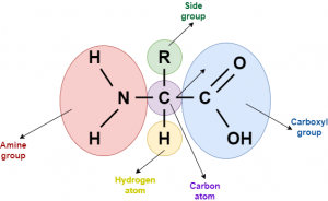 Macromolecules - Simplebiol