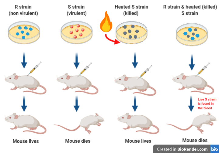 Mouse Party Genetics Science Learning Center At Ruby Osborne Blog