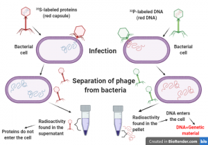 Classic experiments: DNA as the genetic material - Simplebiol